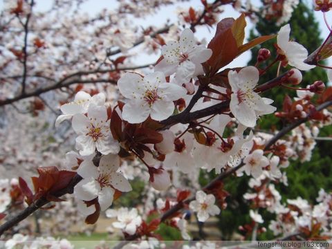 sakura I - Also come from Outdoor photography blog world