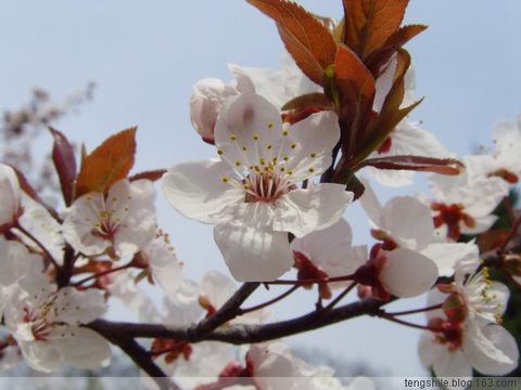 sakura ? - Also come from Outdoor photography blog world!