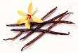 Vanilla Beans and Flower - Vanilla Flower with beans