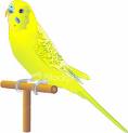 Parakeet - Cute yellow parakeet