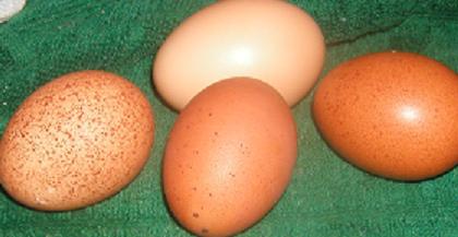 some morning egg delivery - I love the variety of egg colors from home grown free ranged chickens... there is something so wholesome about displaying all the different colors and textures in a wire basket on the counter - some morning egg delivery - I love the variety of egg colors from home grown free ranged chickens... there is something so wholesome about displaying all the different colors and textures in a wire basket on the counter -
