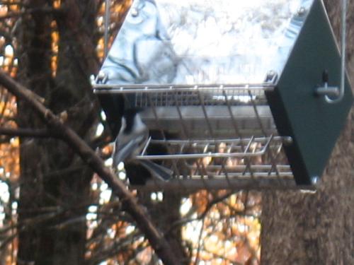 Minnesotan Finch - At a local Nature Centers Bird Fedding Station