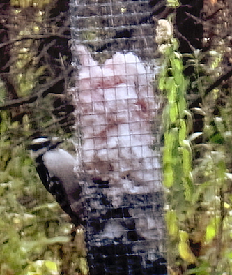 Suet Feeder - A woodpecker at a local Nature Centers Suet feeder