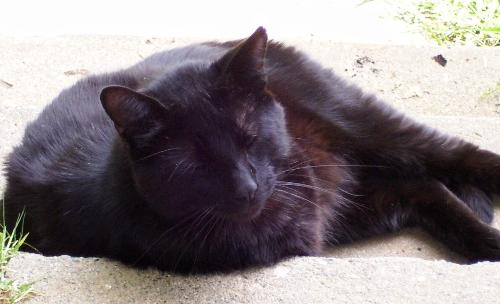 Me! Midnight! - I'm teasing mom by laying on the porch as she's trying to get me to come inside.