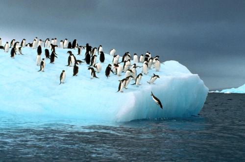 penguins - penguins picture