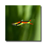 fish - Endlers Livebearer  He is an adult.