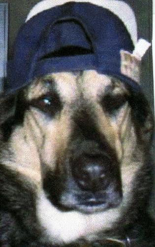 We're talkin' baseball - I'm not a baseball fan, but I can't resist a sweet GSD in a baseball cap. Too cute.