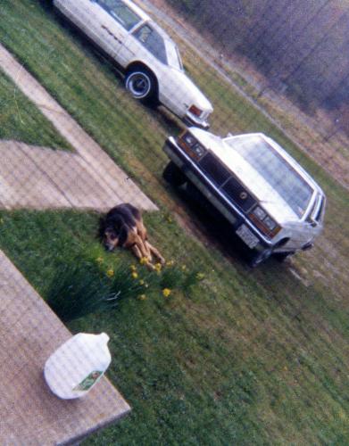 'Pepper' my 1st dog - My dearest friend chilling in our back yard in front of my dad's car back in the day. I snapped this from my bathroom window back in 1990 I think.