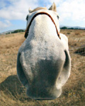 Horse - avatar