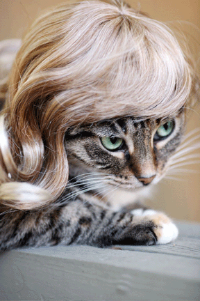 Cute Cat - Cat with nice hair