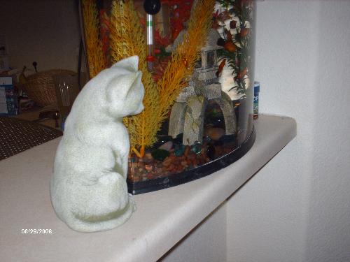 kitty and fish - my kitty watching the fish