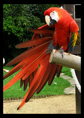 macaw - my pet, scarlet :D