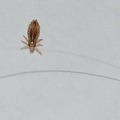 Picture of head lice - A picture of what a head lice or what some people call head louse looks like