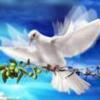 hopebird - This is a pigeon as known. But I named it hopebird.It not only brings us peace but hope. I hope that we are all happy everyday in 2008.I want to choose it for my head portrait.