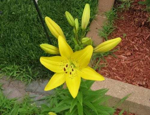 Yellow Lily - One photo of last years flowers
