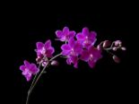 Beauty - This is a beautiful image, bold stunning color.
