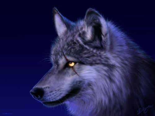 wolf - i love wolf.