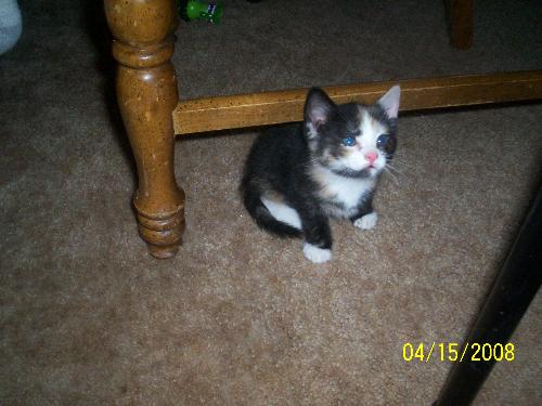miss kitty - our new baby
