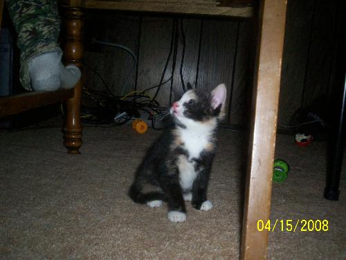 miss kitty - our new baby