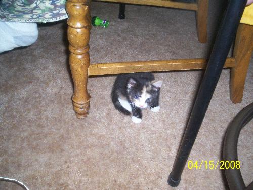 miss kitty  - our new baby