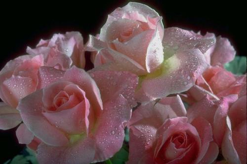 pink rose - beautiful pink roses