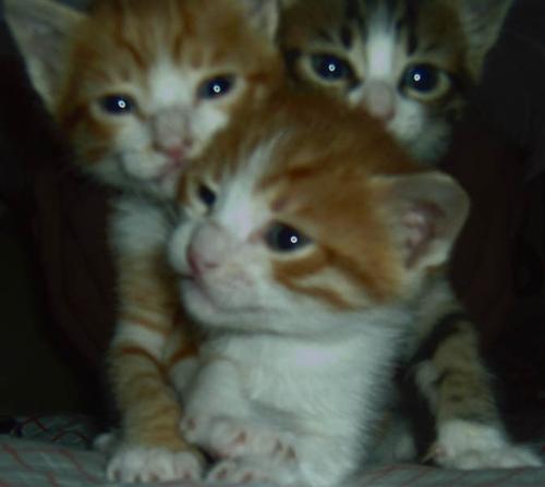 My 3 little kittens - These are Benvenuto on the left, Benigno in the middle and Constantina on the right