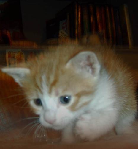 Benigno - This is Benigno, the one that eats the most and likes to observe