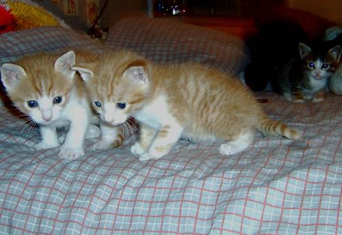Benvenuto - This is Benvenuto The one on the right the most aggressive but not in a bad way