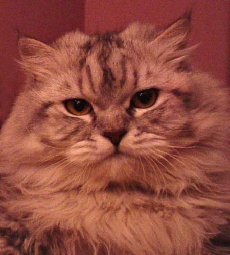 Yoko - This is Yoko my teddy bear and king of the house he is the kindest