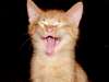 yellow kitty - Photo shows a yellow kitten with its mouth wide open in a yawn.