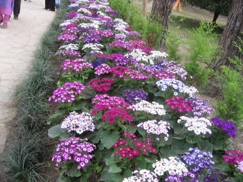 flower bed - Grow plants and trees as many as you can.