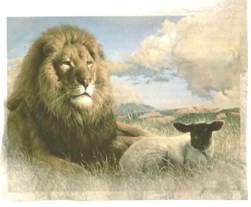 lion and the lamb - Lion and the Lamb representing jesus