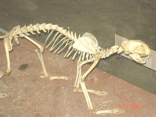 Skeleton - skeleton of a mammal