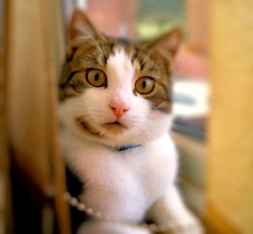 cats, feline, cat, tabby, white, feliniti cat - one of my cats in the window