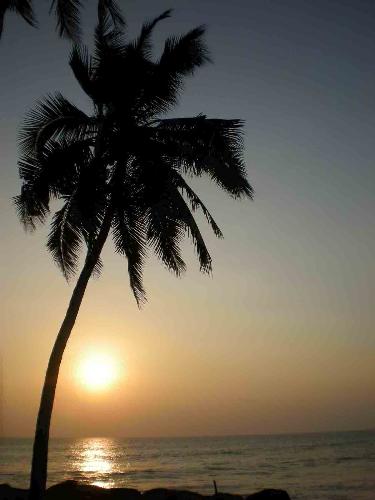 sunset at Kovalam beach - Tree on Kovalam beach, India - sunset