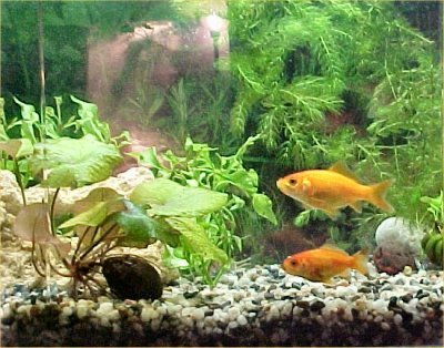 tank and goldfish - tank and goldfish image