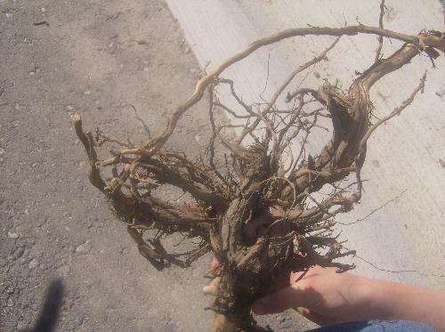 branch - i liked the look of it