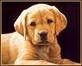 dog as a watchman - dog keep a watach on every thing