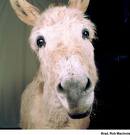hmmm ha - donkey a social animal