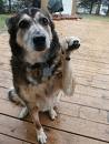 dog - dog picture