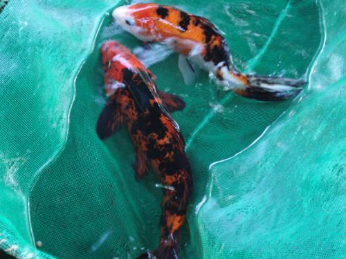 Just 2 of our kois in a net - Japanese kois that belong to my dad and me