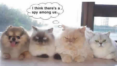 One of these kitties doesn't belong - woof?