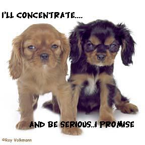 concentrate - concentrate