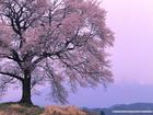 my photo - my photo is downloaded from the net