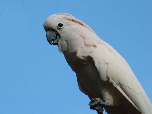 Pet bird - This is a lovely bird my friend has! Its name is Peter.