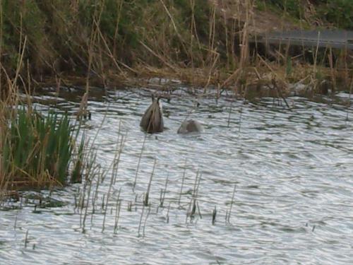 ducks - there are two ducks diving in a fishing lake. there is a lot of grass