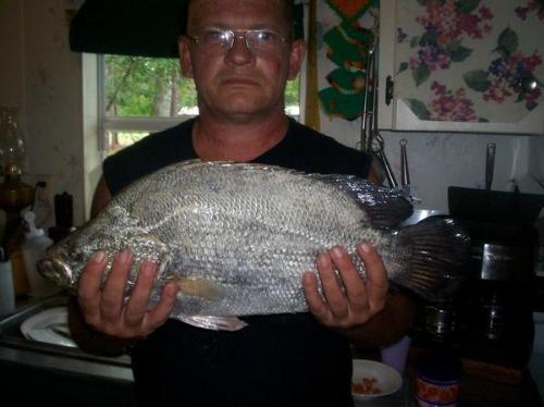 me - Holding tripletail fish I caught