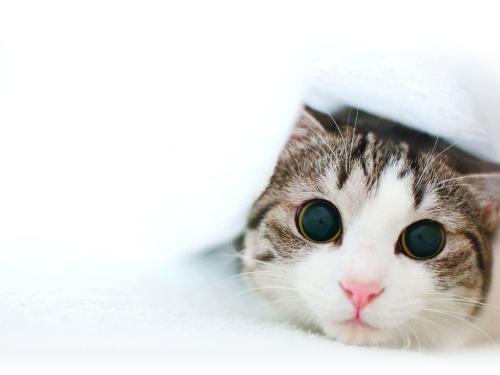 Cat - lovely cat wallpaper