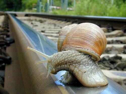 Snail on rails - a close up of a snail on railway tracks