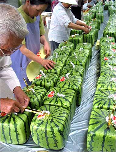 square watermelons - Japanese farmers forcing watermelons to grow into square shapes